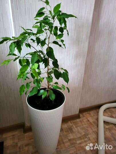 Фикус бенджамина