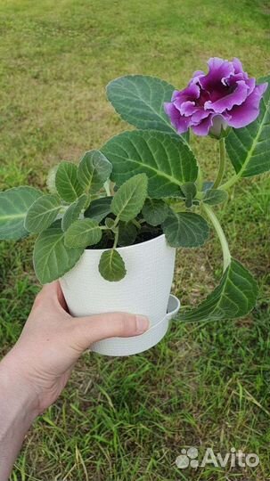 Глоксинии, 2 сорта