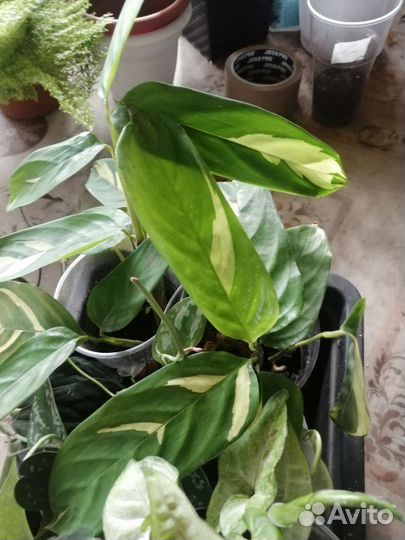 Сциндаптусы, филодендрон Кобра, гипоцирта