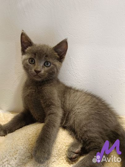 Котята ищут дом