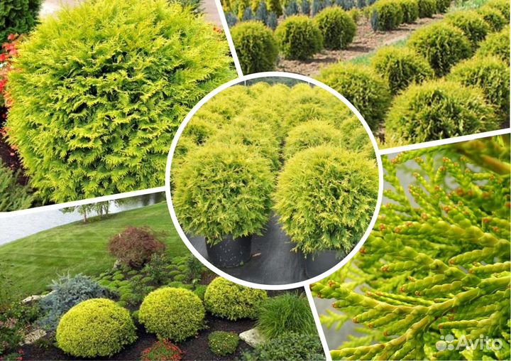 Декоративные растения для сада