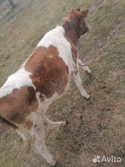 Коровы быки телки