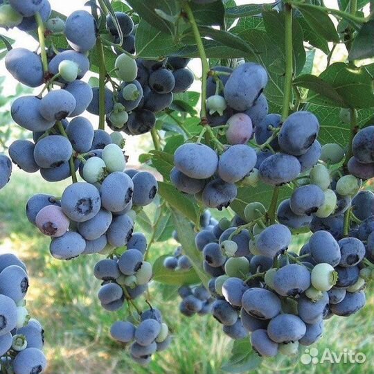 Саженцы голубики Блю Голд