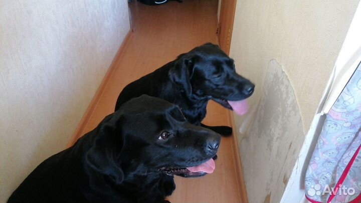 Щенки лабродора, с документами