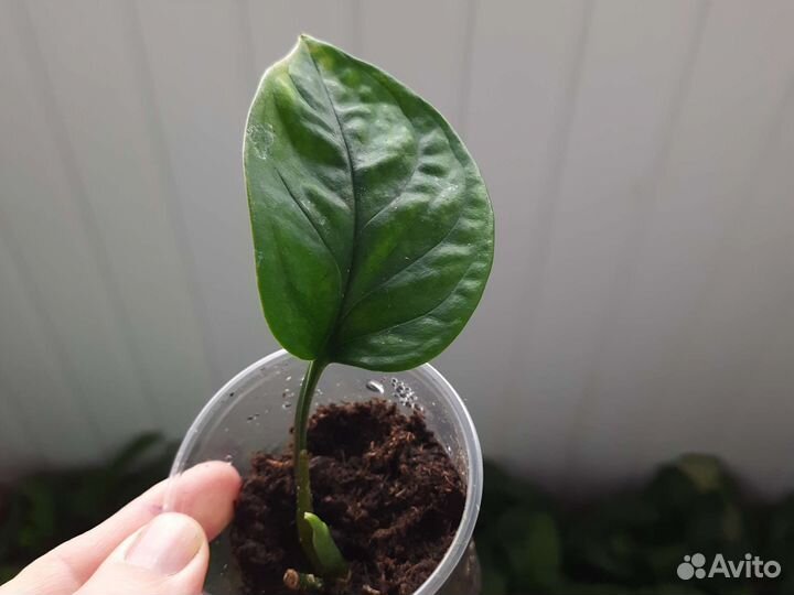 Цветы комнатные