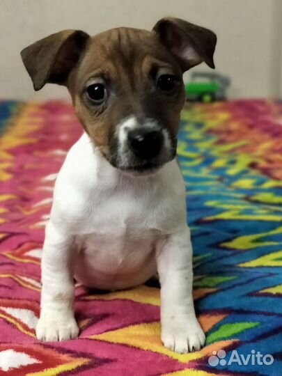 Щенки джек рассел терьер