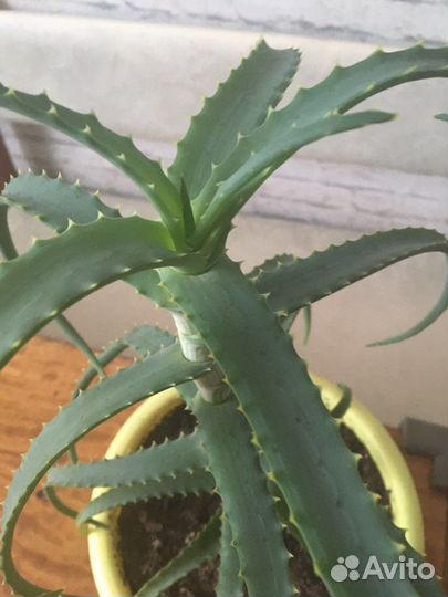 Алое древовидный(лечебное)