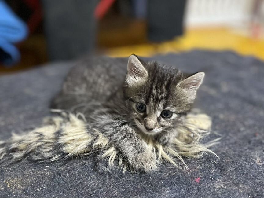 Котята курильский бобтейл