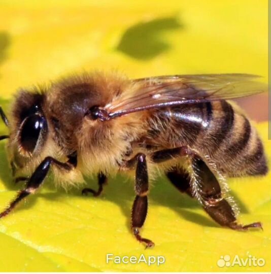 Продам пчелопакет