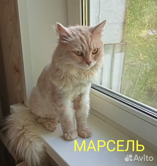 Котик ищет дом