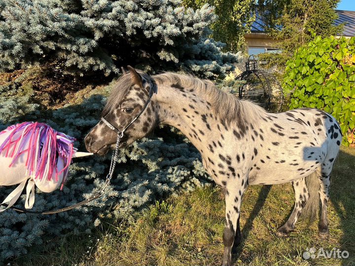 Американская мини лошадь (мини пони аппалуза)