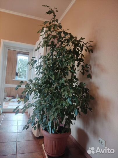 Фикус Бенджамина