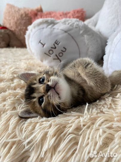 Абесинский котёнок