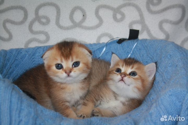 Шотландские котята