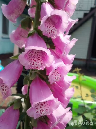 Наперстянка семена