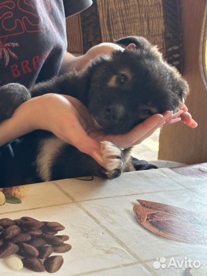 Двортерьер