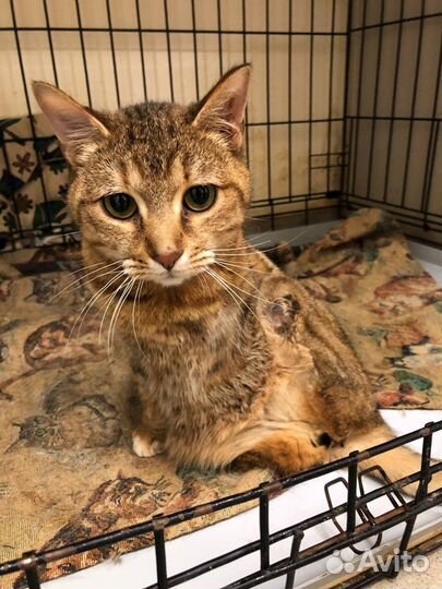 Необыкновенная кошка в дар