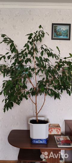 Фикус бенджамина