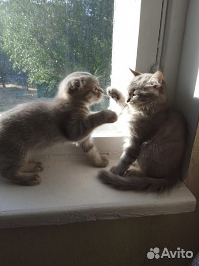 Шотландские котята