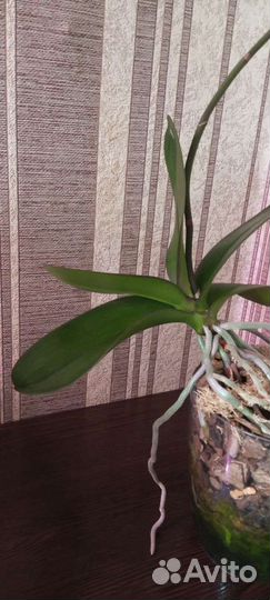 Орхидея фаленопсис