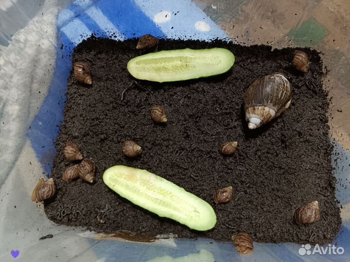 Улитки ахатины бесплатно