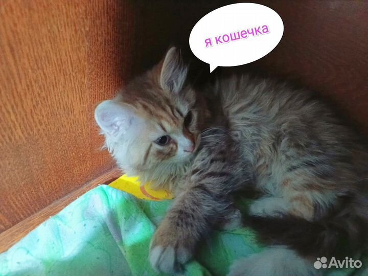 Котята в добрые руки бесплатно