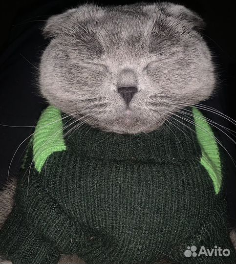 Отдам кота в добрые руки