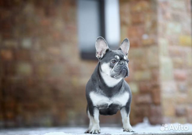Невероятный голубой щенок французского бульдога объявление продам