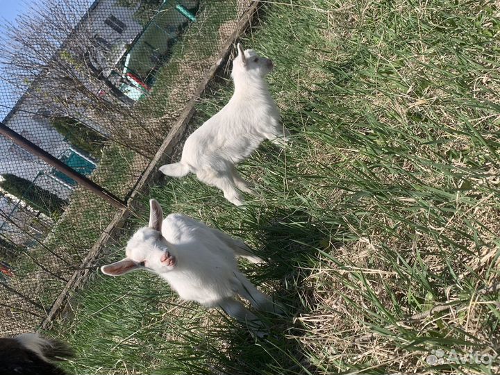 Коза с козлятами