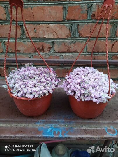 Суккуленты