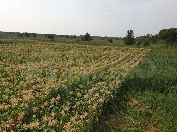 Участок 5 га (СНТ, ДНП)