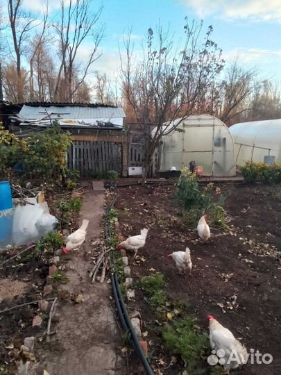 Куры несушки