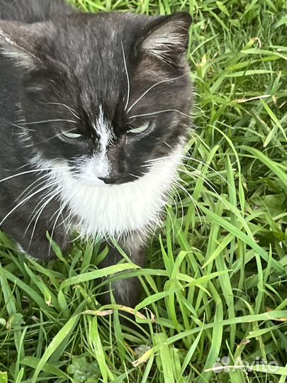 Котенок 6 месяцев