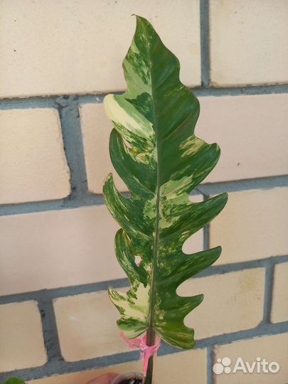 Филодендрон карамель марбл вар