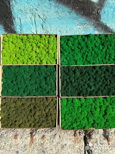 Стабилизированный мох