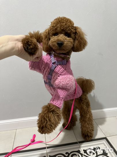 Свитер для пуделя ручной вязки