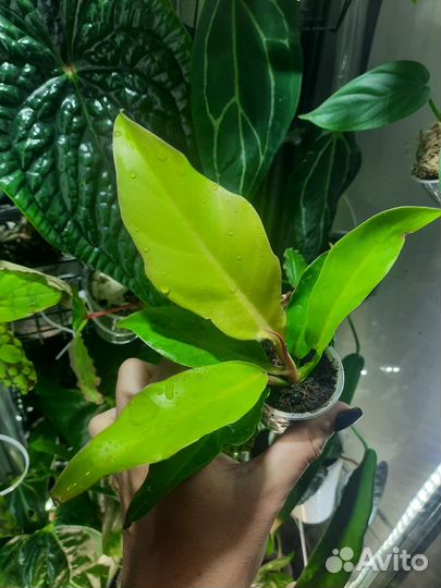 Филодендрон серратум оранж