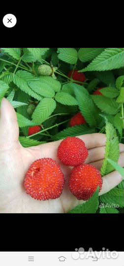 Саженцы жёлтой, красной и норвежской малины