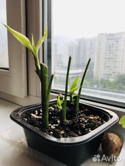 Три бамбука