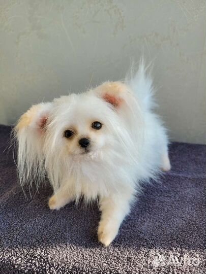 Реалистичная игрушка собака болонка