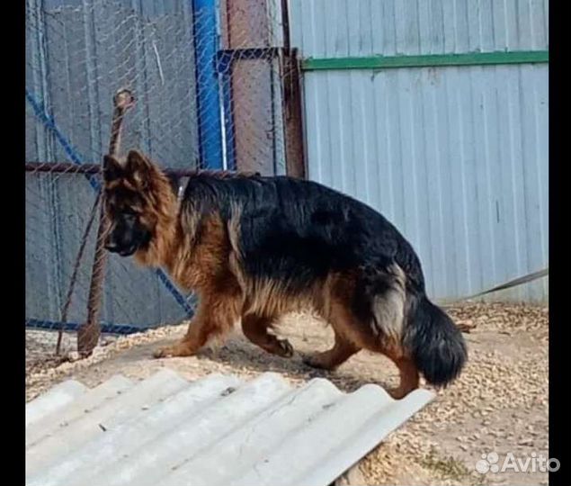 Щенки немецкой овчарки