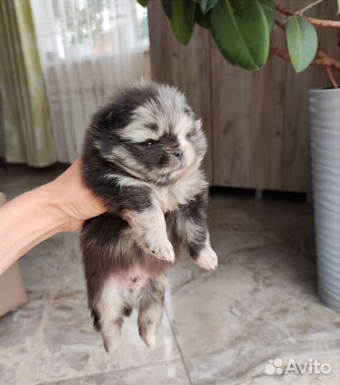 Мраморные медведи и другие шпицы щенки