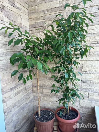 Фикус бенджамина