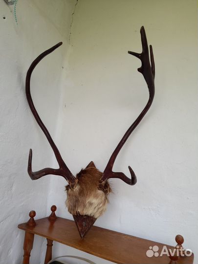 Рога оленя