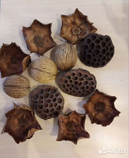 Цветы сухие натуральные для икебаны и декора