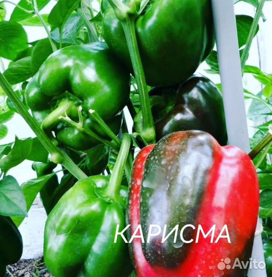 Семена редких сортов сладкого перца