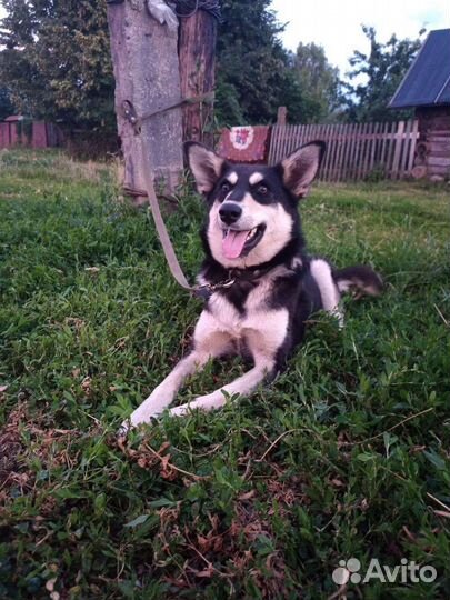 Сибирский хаски