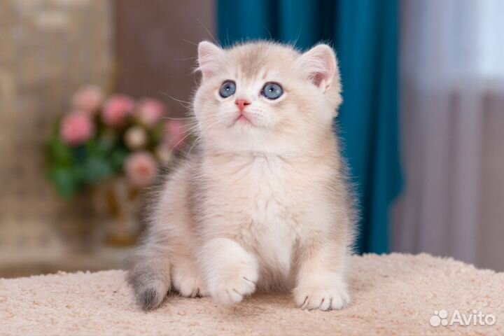 Британская золотая голубая шиншилла