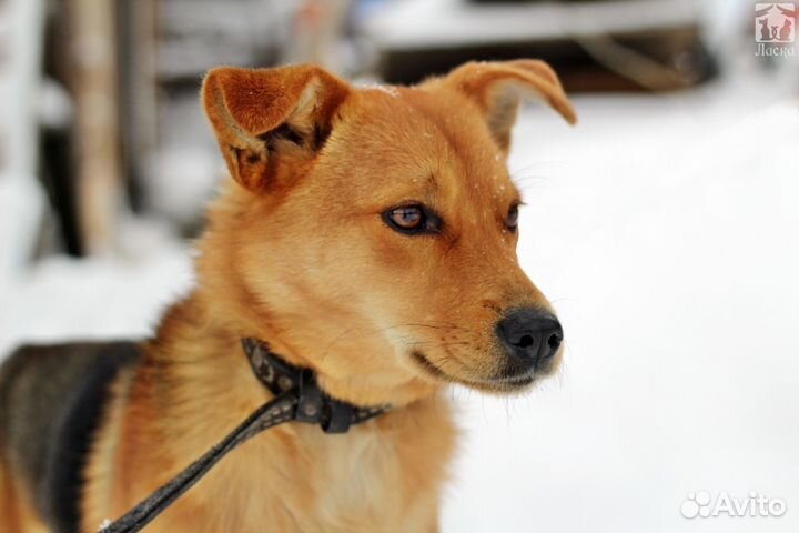 Кайра ищет дом