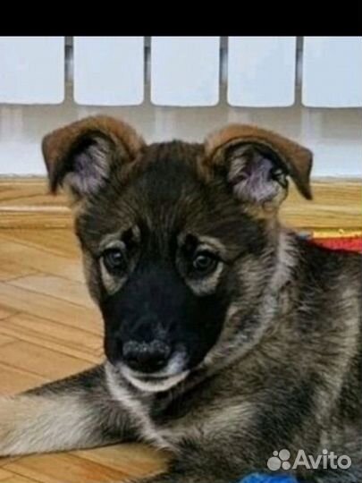 Щенок Бесплатно